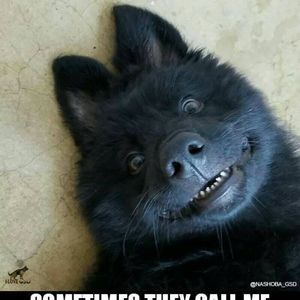 Meet your Posher, Albert